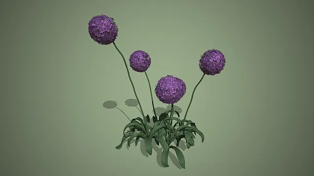 大花葱  紫色花球  长花茎  观赏花卉  园艺