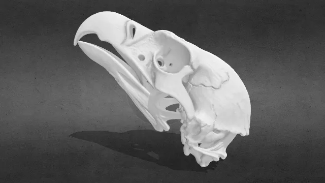 鹰 隼 鸟 沙雕 的头骨stl.stl