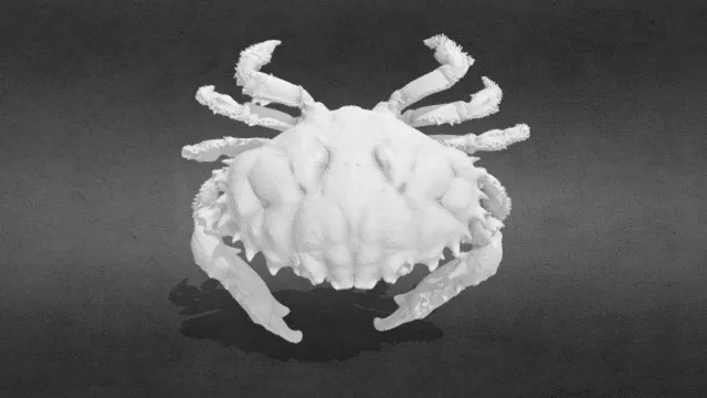 黑指暗礁蟹_obj.obj