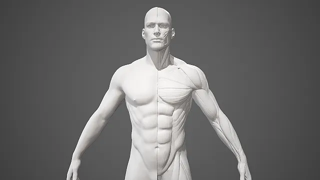 写实男性人物角色雕刻 人体肌肉参考3d模型 