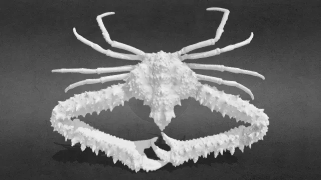 3D打印 螃蟹 肘蟹