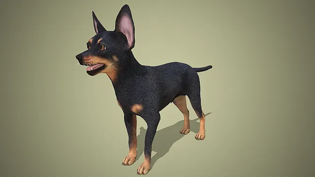 写实风黑棕相间迷你杜宾犬 3D 模型