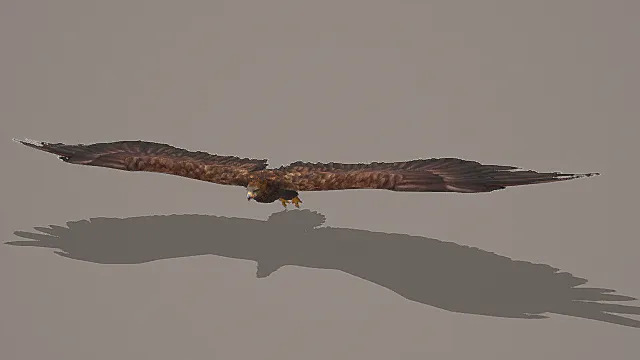 超写实猛禽生物素材雄鹰3D模型