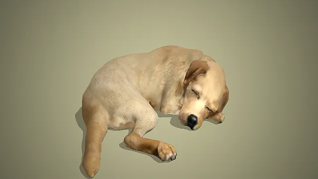 浅黄色拉布拉多犬蜷缩酣睡姿态写实动物模型