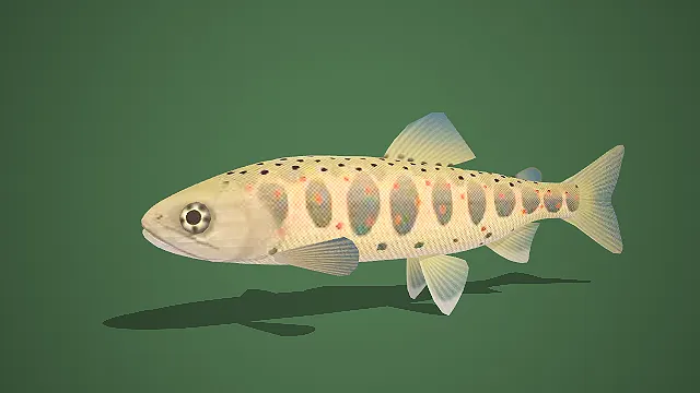 写实风带斑浅色鲑鱼 3D 模型