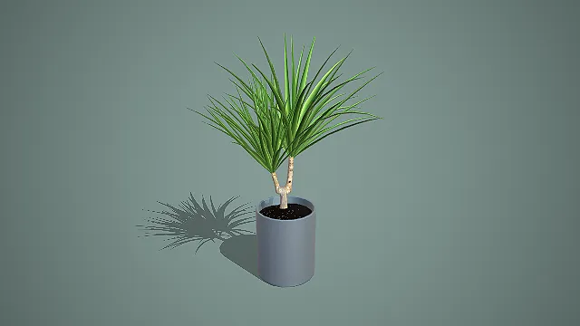 写实风格黑筒盆龙血树盆栽 3D 室内装饰植物模型