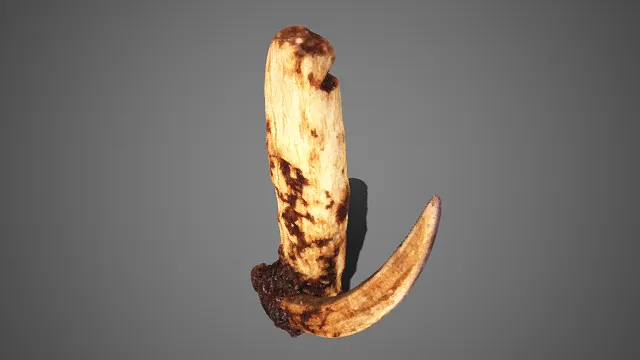 兽角  装饰摆件  斑驳  自然野性  工艺品  枯木质感