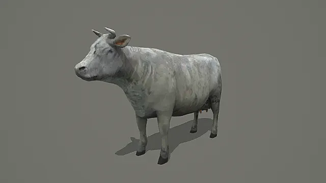 超写实家畜生物素材黄牛3D模型