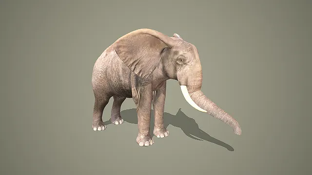 写实非洲象皮毛纹理大型哺乳动物 3D 模型