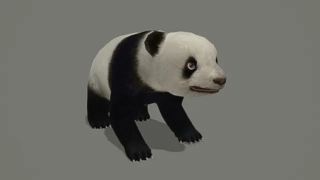 超写实熊猫幼崽萌系生物素材3D模型