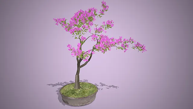 三角梅  玫红色花朵  盆栽造型  观赏花卉