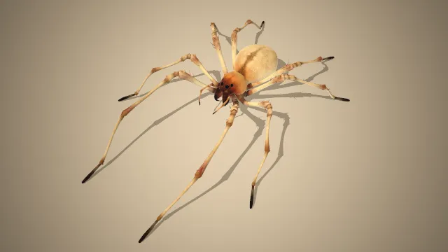 黑神话  石蛛  昆虫  游戏模型  妖怪