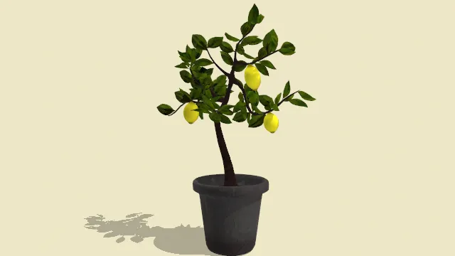 栽在花盆里的柠檬树水果植物