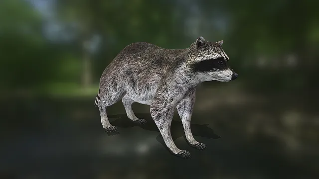 写实浣熊  野生动物  四足哺乳动物  动物园场景