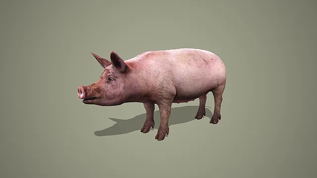 写实家猪全身造型家禽家畜 3D 模型