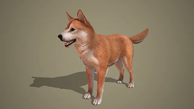 写实风棕白相间柴犬 3D 模型