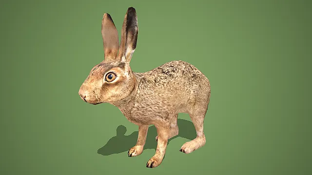 沙漠野兔：棕色皮毛与长耳的自然生灵