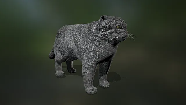 写实兔狲  高原野生猫科  灰色浓密皮毛  动物园场景