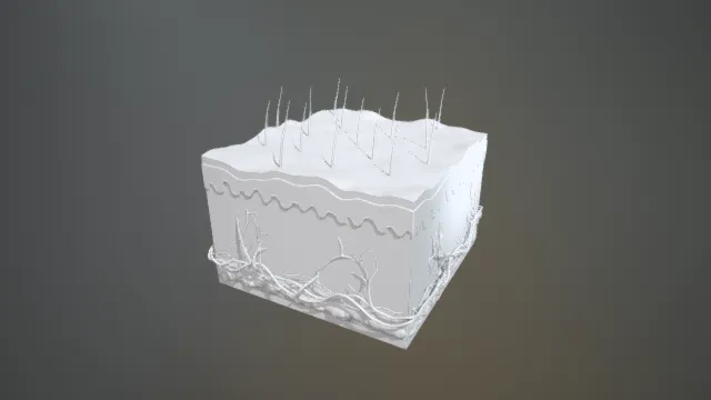 皮肤3D模型立体结构  