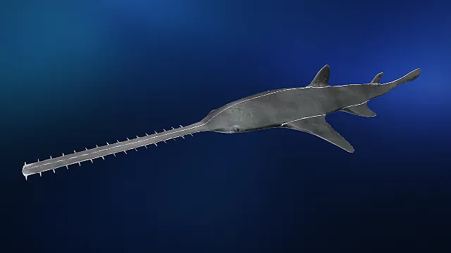 写实风灰体尖吻锯鳐 3D 模型