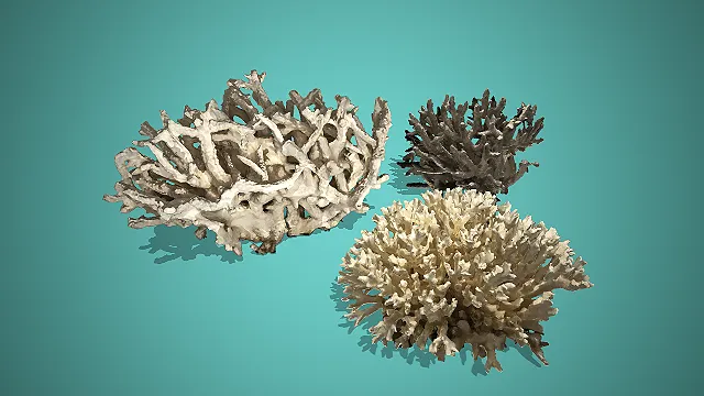多形态灰白枯质海洋珊瑚组合 3D 模型