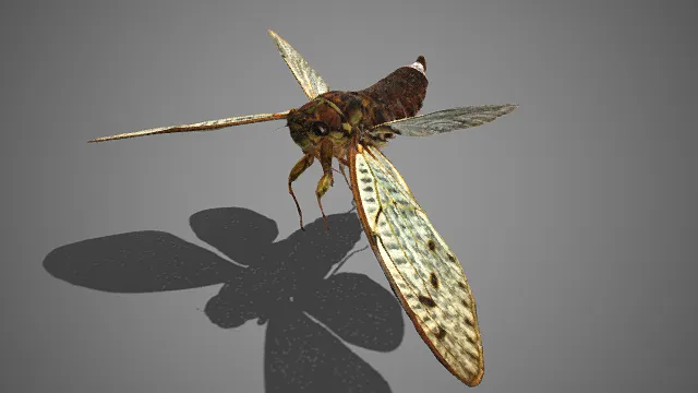 蝉  写实  野生  通透感  带纹翅  昆虫