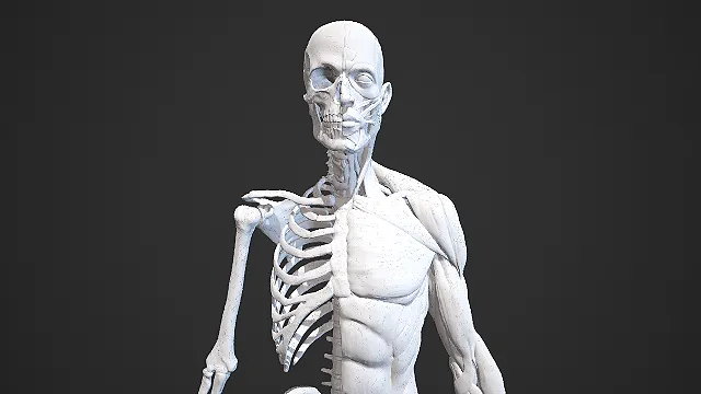 男性人物人体肌肉 骨骼 3d模型