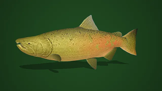 写实风黄绿渐变带斑大马哈鱼 3D 模型