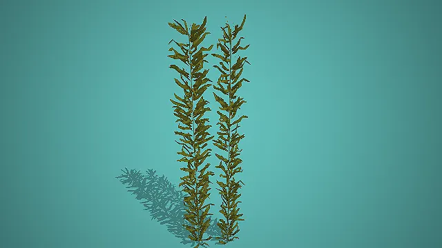 深绿竖枝多叶状海洋水草组合 3D 模型