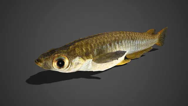 淡水鱼  鳞片细节清晰  细腻  层次  斑纹  真实感