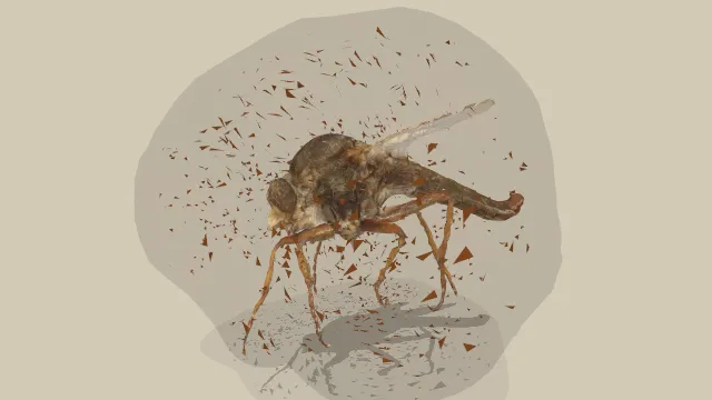 装有蚊子的琥珀晶石