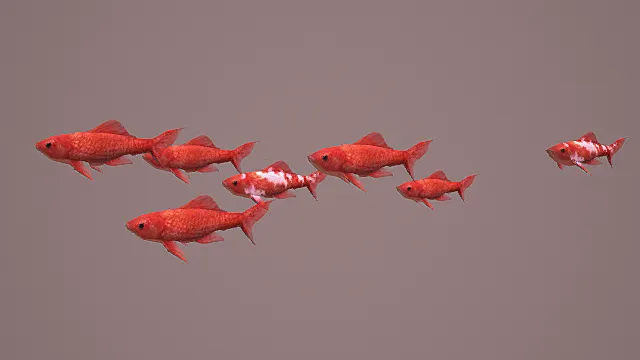 写实水族生物红金鱼群3D模型