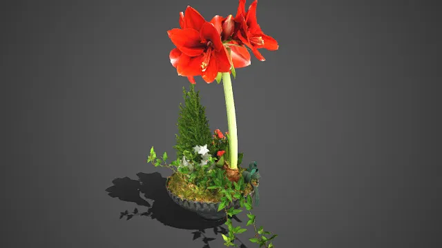 朱顶红  花艺  柏树  常春藤  复古花器  自然  