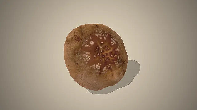 一颗新鲜的烹饪食用菌，蘑菇的3D模型