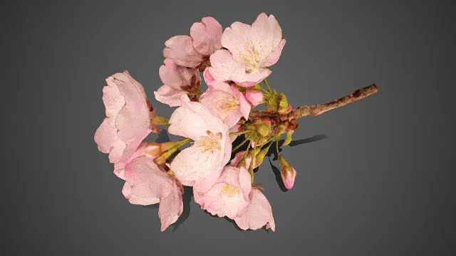 樱花  花枝  花卉装饰  带苞花枝  自然清新  柔美