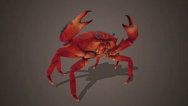 赤红棘钳巨蟹模型