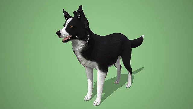 写实风黑白相间边境牧羊犬 3D 模型