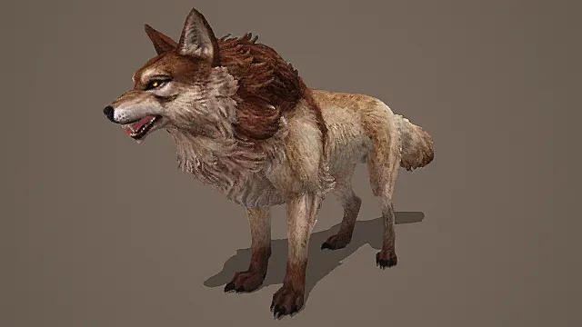 自然写实风格郊狼模型