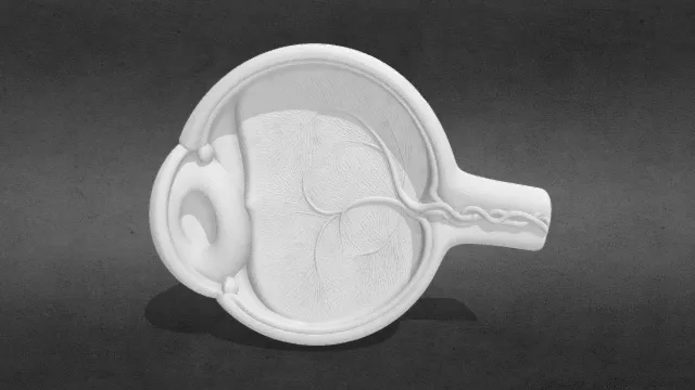 人眼模型-解剖模型obj.obj