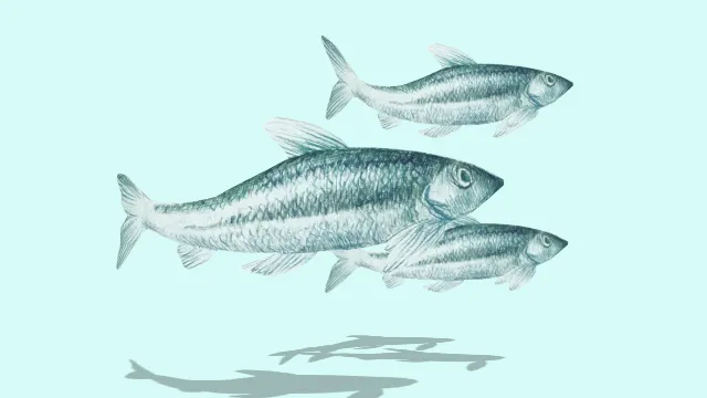 线条手绘鱼3D建模海鲜