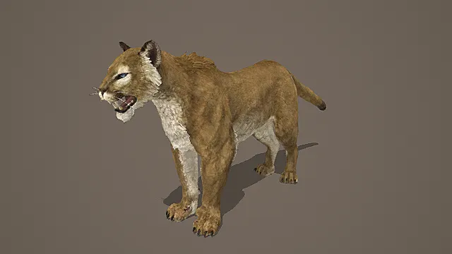 自然写实风格美洲狮模型 