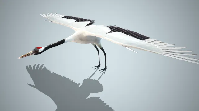 黑神话  鹤  动物  写实风  游戏建模