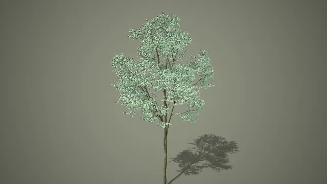 浅绿阔叶多分枝乔木写实自然树木 3D 模型