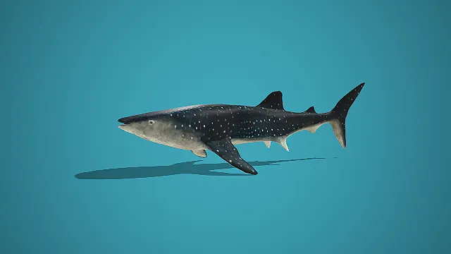 写实风白点鲸鲨 3D 模型