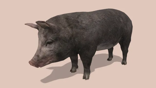 制作黑色的猪动物家畜动画