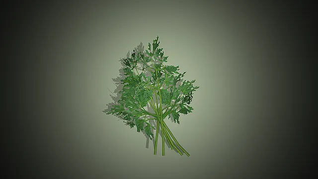 一束欧芹的写实的3D模型