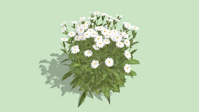 洋甘菊花朵植物草丛