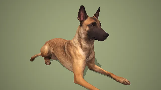 比利时马利诺犬趴卧姿态写实动物模型