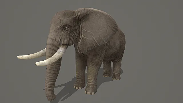 非洲象超写实影视级3D模型