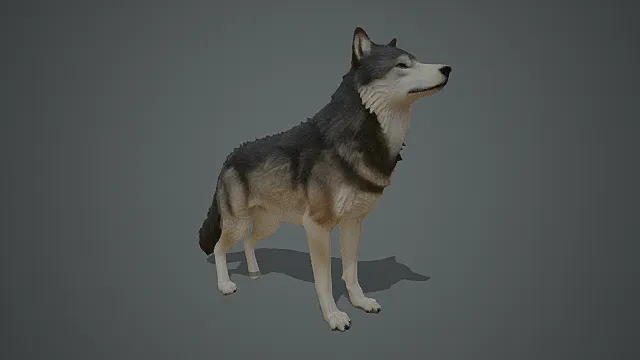 写实风灰狼角色模型
